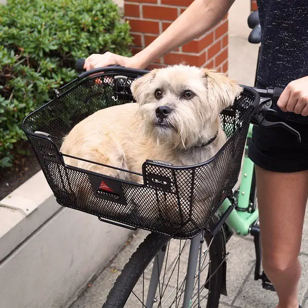 koiran pyöräkori