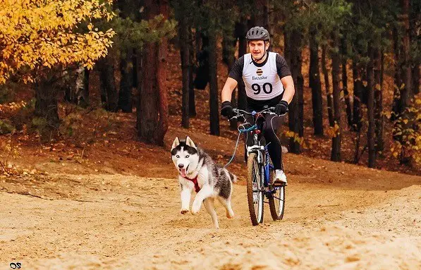 milloin koiraa kannattaa kuljettaa pyörällä.